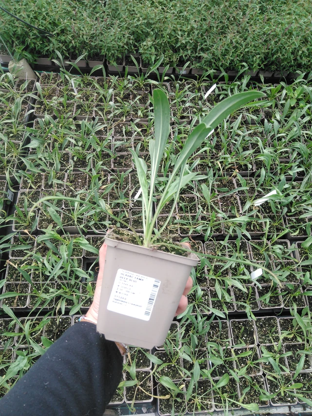 Hlaváč Fama Deep Blue - 2024