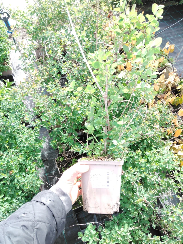 Snowberry Magical White Dream - 2024