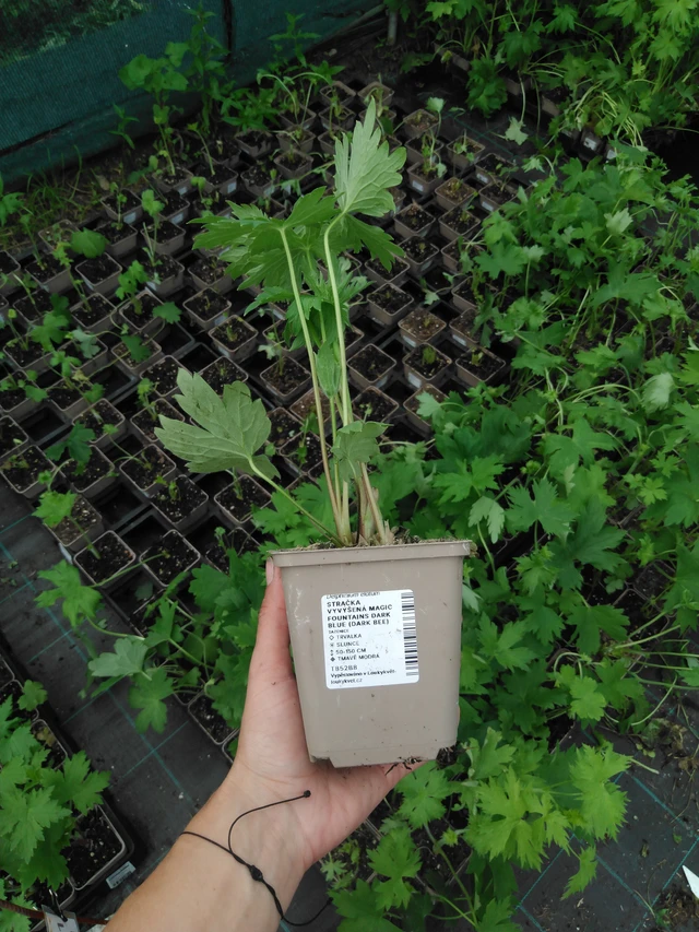 Espuela de caballero Magic Fountains Dark Blue (Dark Bee) - 2024