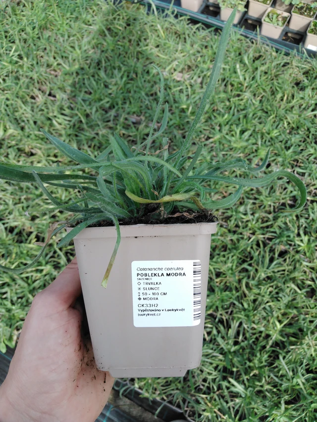 Poblekla modrá - 2024