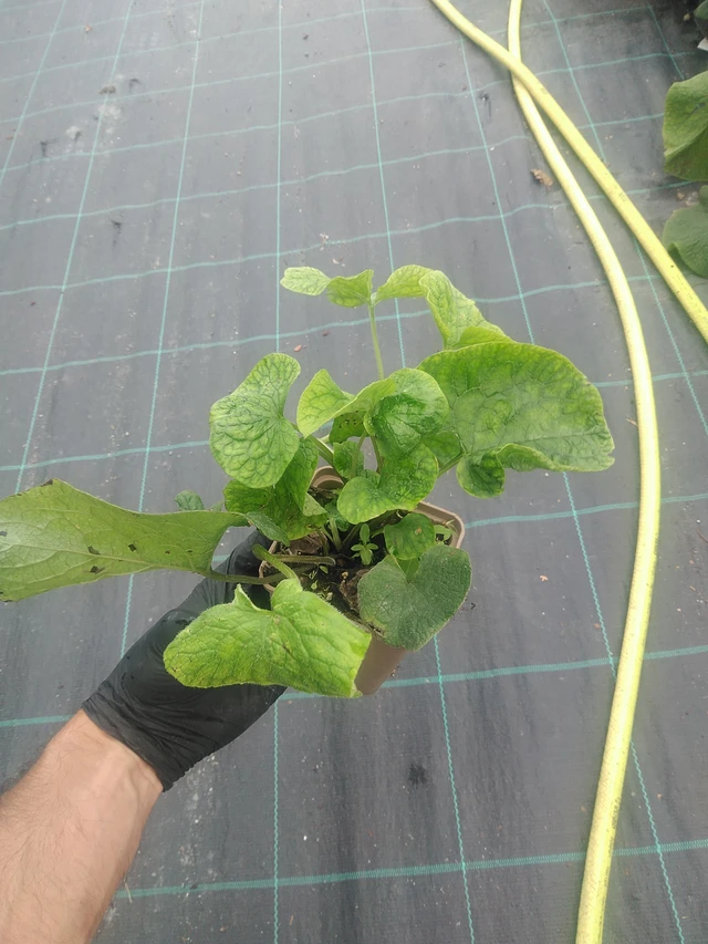 Nomeolvides de hojas grandes  - 10. 9. 2025