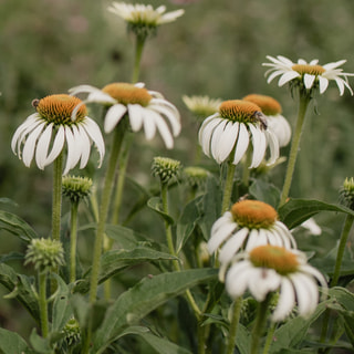 Echinacea White Swan, Loukykvět