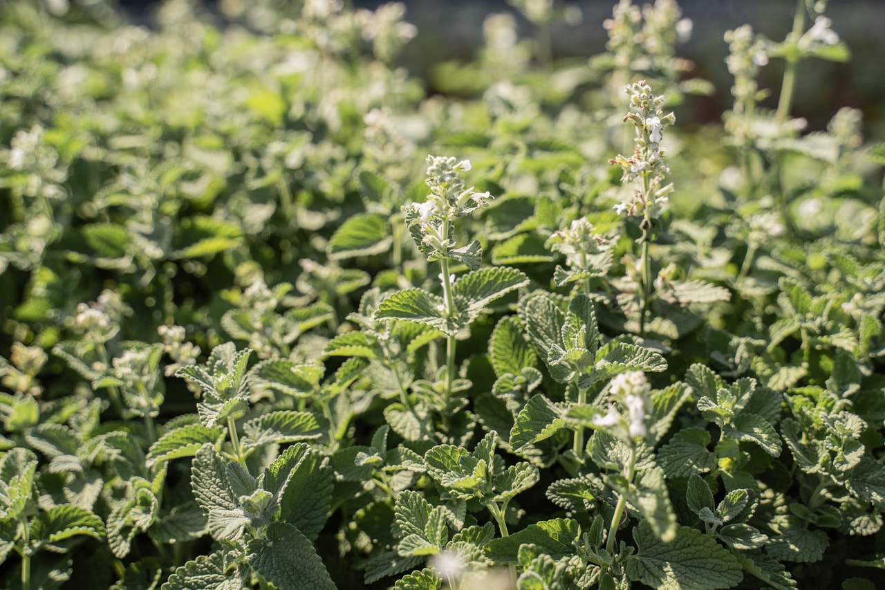 Népéta Alba, Loukykvět