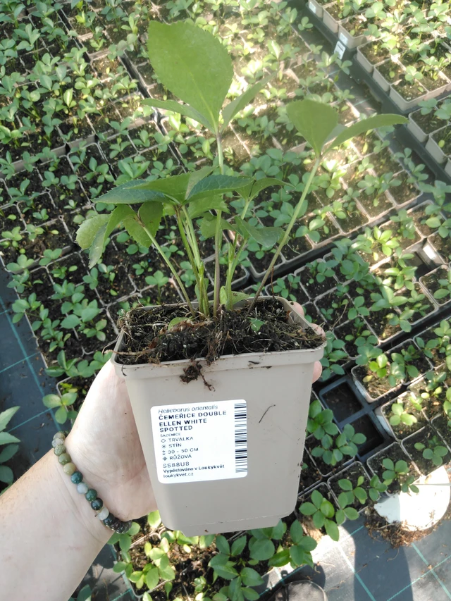 Hellebore Double Ellen White Spotted - 2024