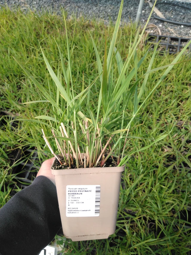 Vingergras Rehbraun - 13. 5. 2025