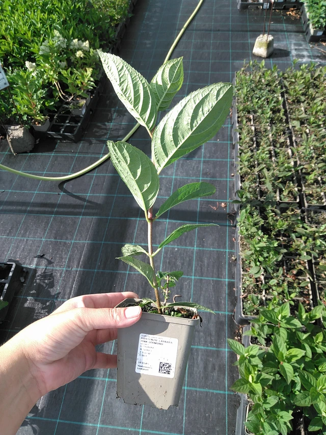 Hortensia Pink Diamond - 11. 7. 2025