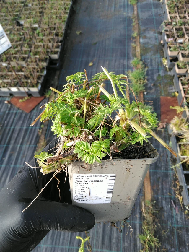 Astrantia Filigree Clouds - 31. 10. 2025