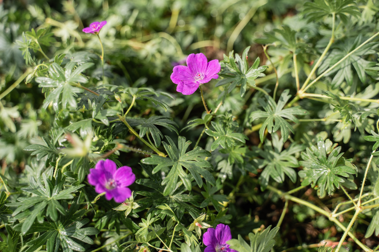 Piros gólyaorr, Loukykvět