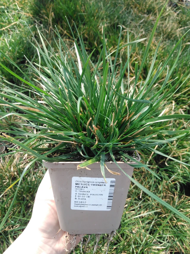 Metlice trsnatá Palava - 3. 4. 2025