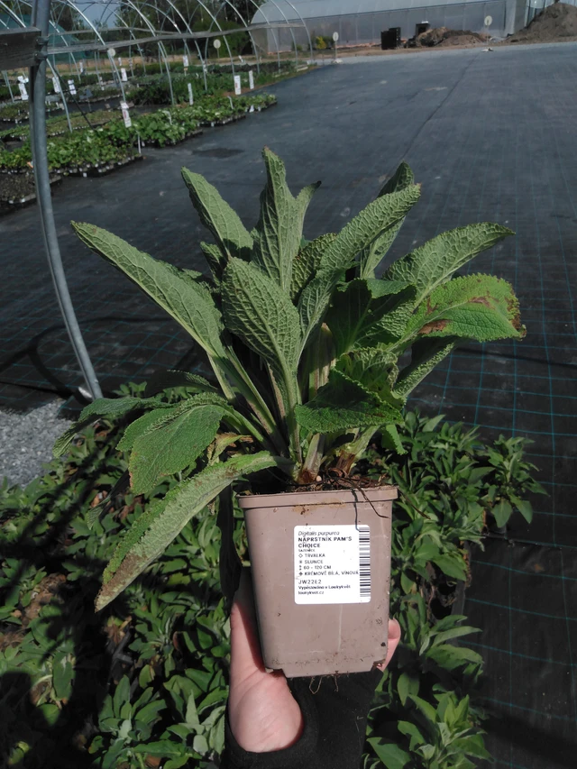 Dedalera Pam’s Choice - 13. 5. 2025