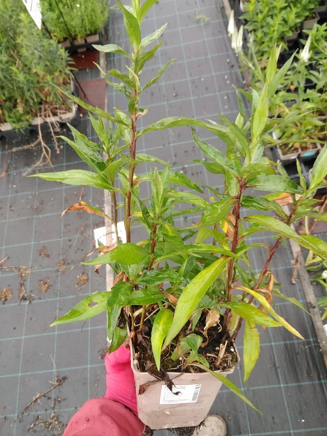 Astra White Ladies - 8. 7. 2025