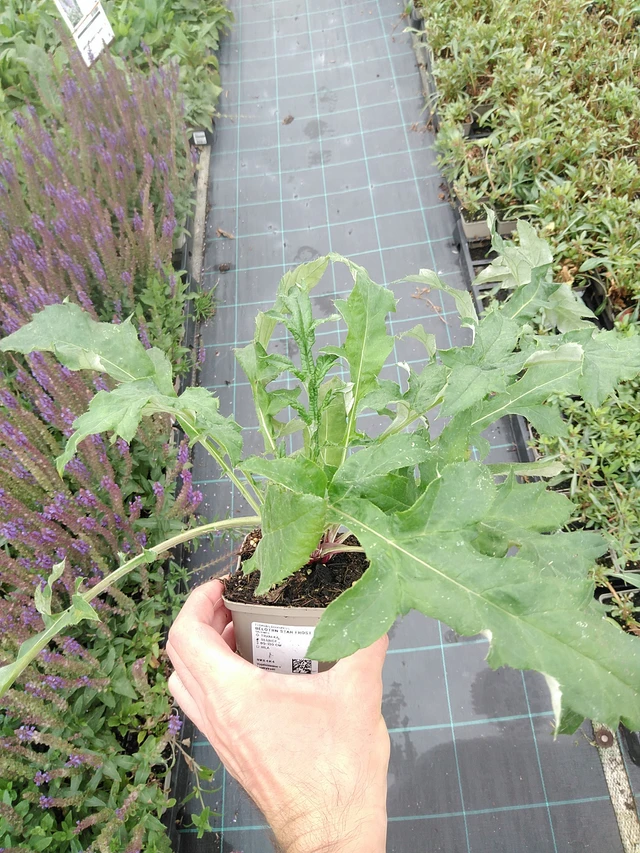 Sinipallo-ohdake Star Frost - 21. 7. 2025