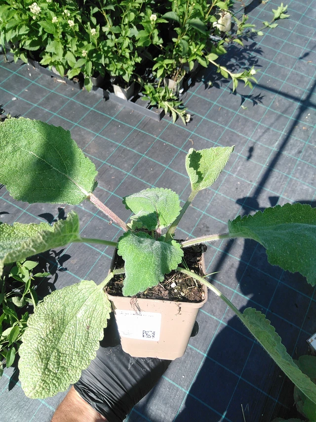 Muskottisalvia - 19. 8. 2025