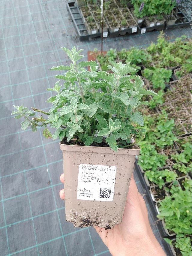 Šanta Six Hills Giant - 10. 9. 2025