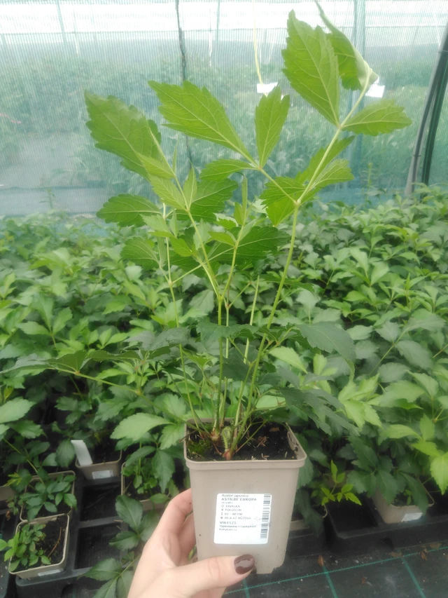 Astilbe Europa - 2024