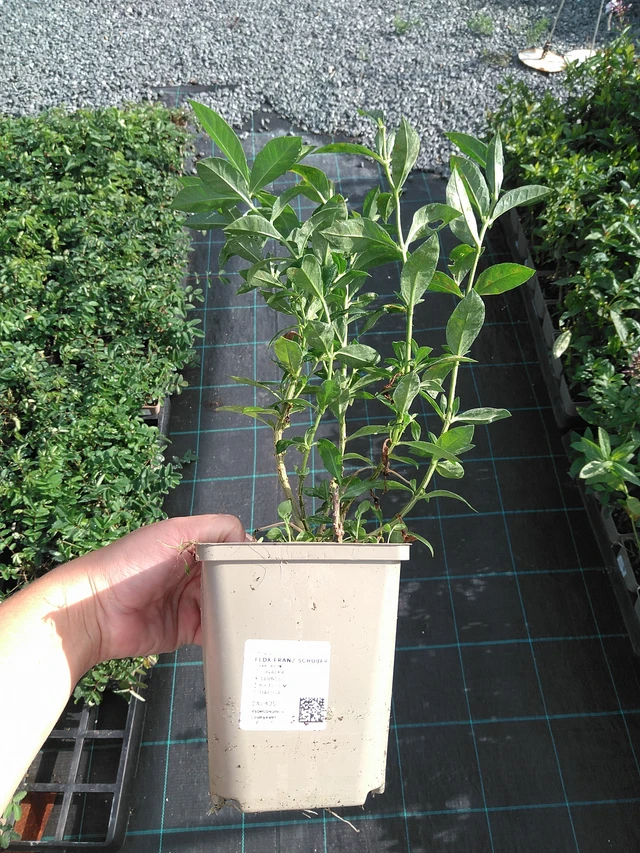 Flox Franz Schubert - 11. 7. 2025