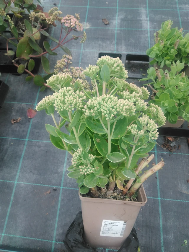 Rozchodník Herbstfreude - 10. 9. 2025