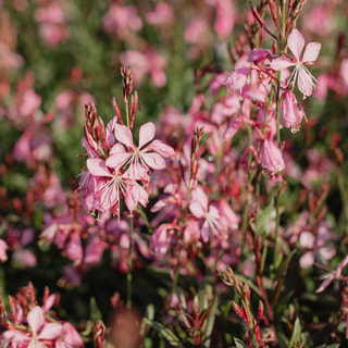 Svíčkovec Siskiyou Pink, Loukykvět