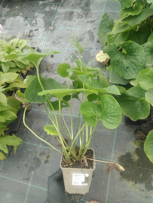 Pomněnkovec Betty Bowring - 10. 9. 2025