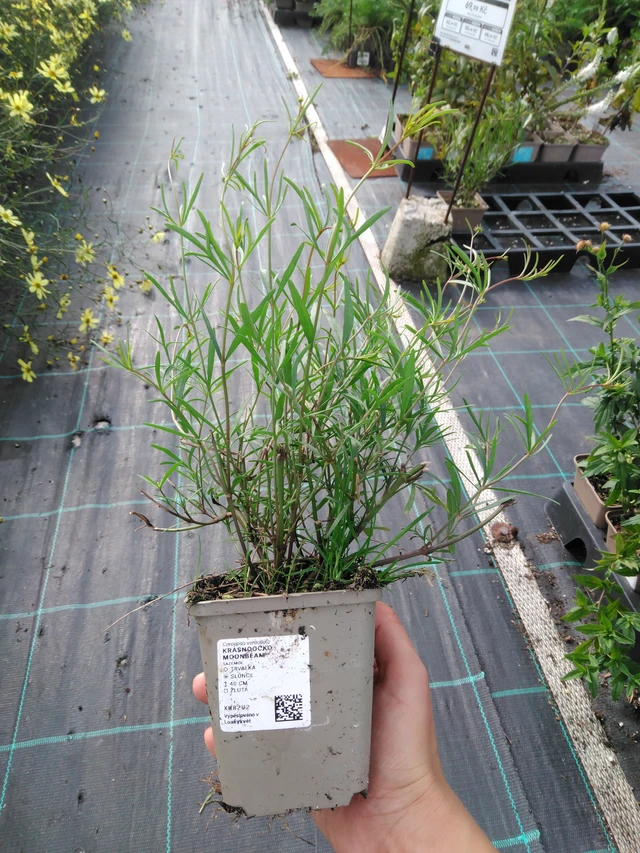 Krásnoočko Moonbeam - 11. 9. 2025