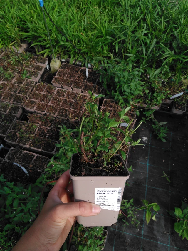 Menta de montaña americana Muticum - 2024