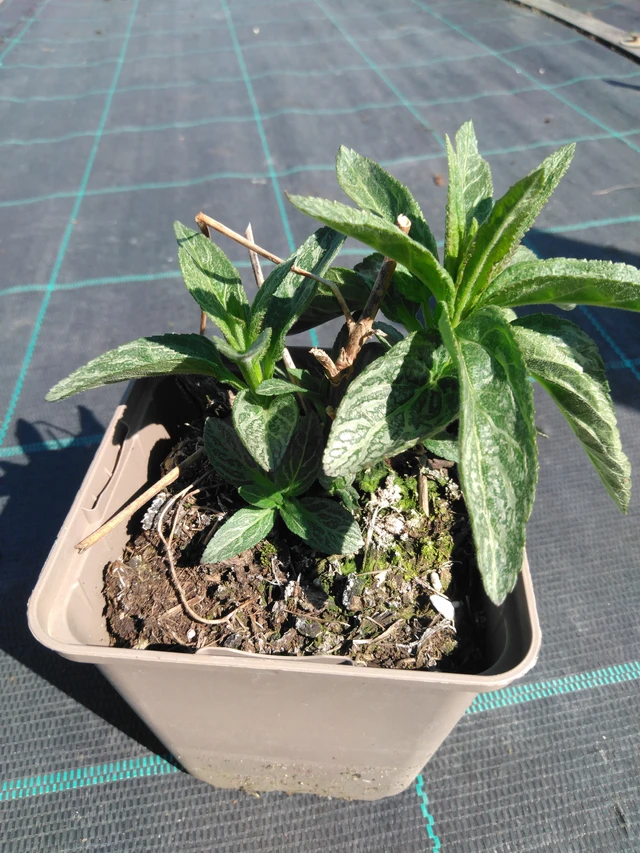 Veronica Skyler Pink - 3. 4. 2025