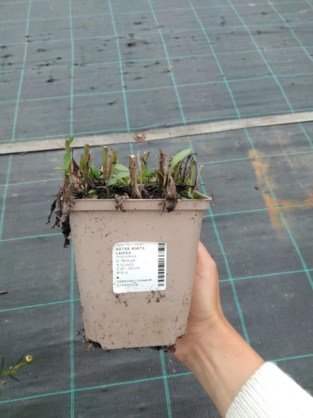 Astra White Ladies - 11. 9. 2025