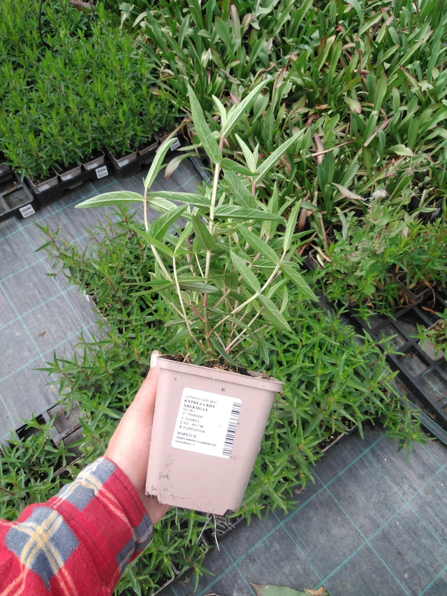 Kyprej Lady Sackville - 2024