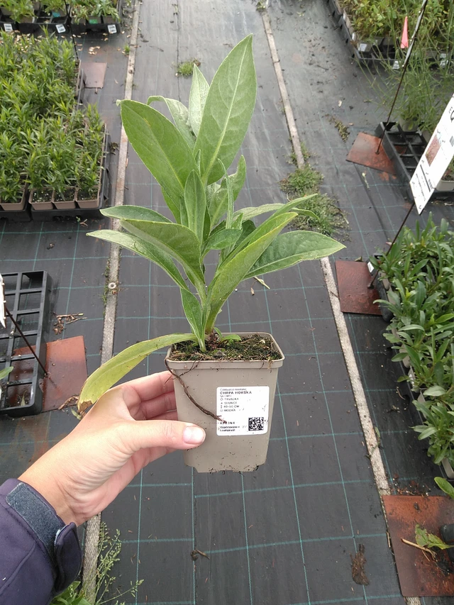 Aciano de montaña - 11. 7. 2025