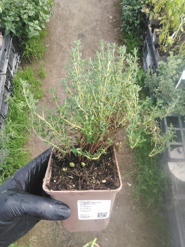 Tymián obecný Compactus - 13. 10. 2025