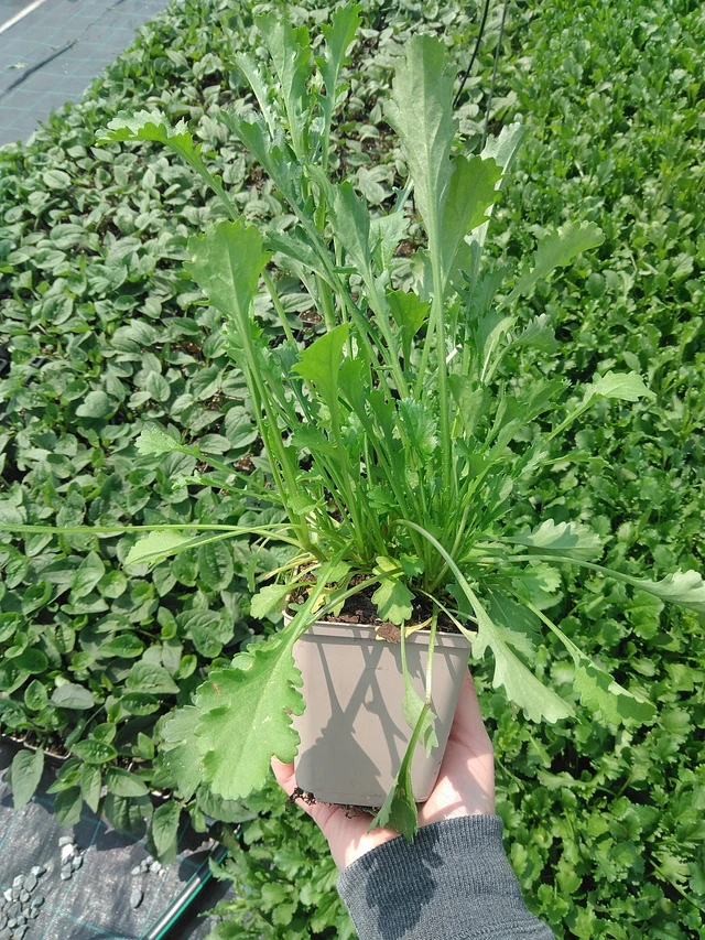 Kopretina Maikönigin - 9. 6. 2025