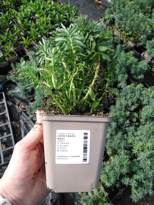 Linaria Canon Went - 2024