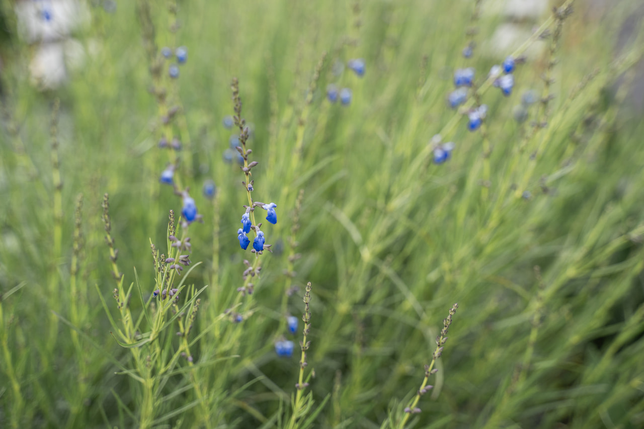 Šalvěj úzkolistá, Loukykvět