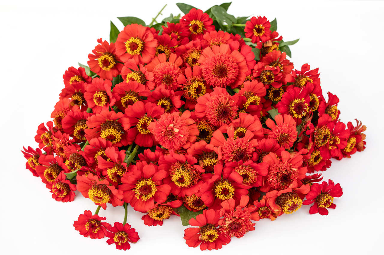 Cínie Zinderella Red, Loukykvět