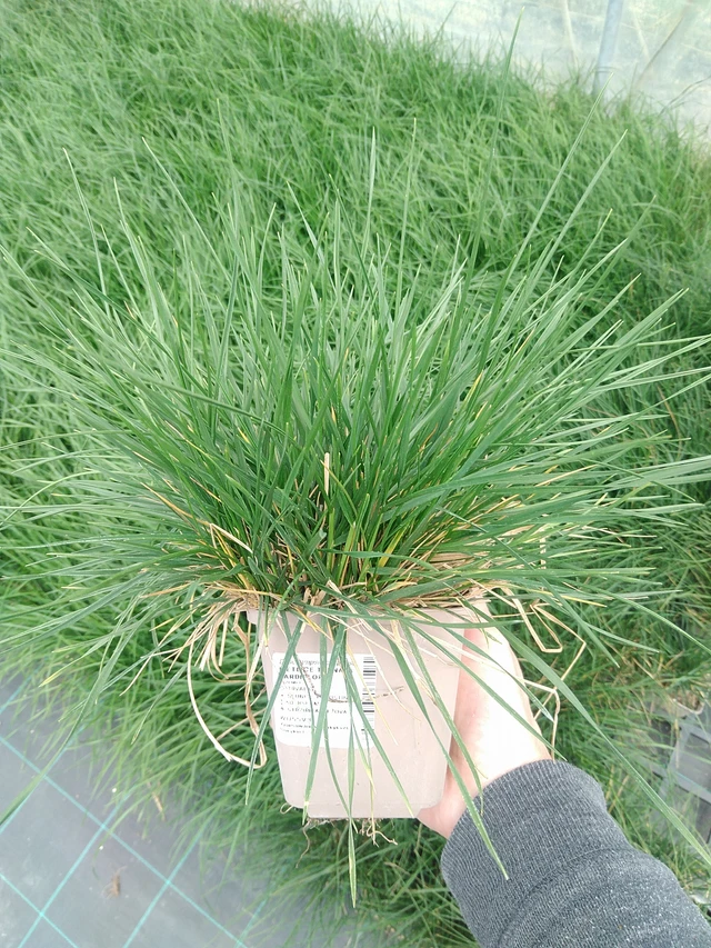 Metlice trsnatá Tardiflora - 9. 6. 2025