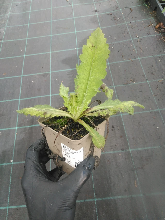 Idänunikko Beauty of Livermere - 13. 10. 2025