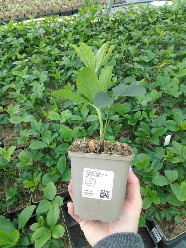 Eléboro Double Ellen Purple - 9. 6. 2025
