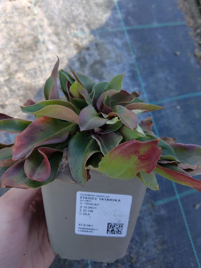 Tatarischer Strandflieder - 27. 3. 2026