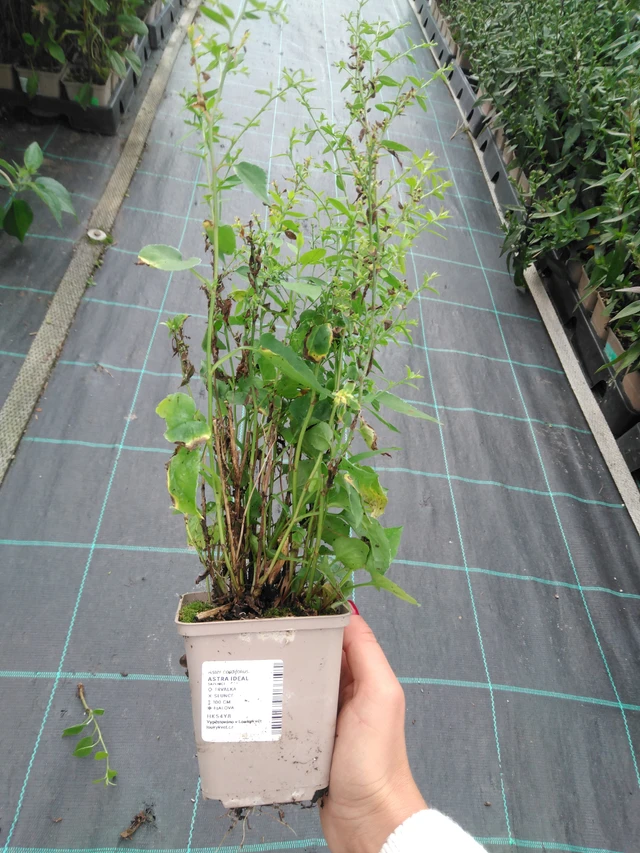 Asteri Ideal - 11. 9. 2025