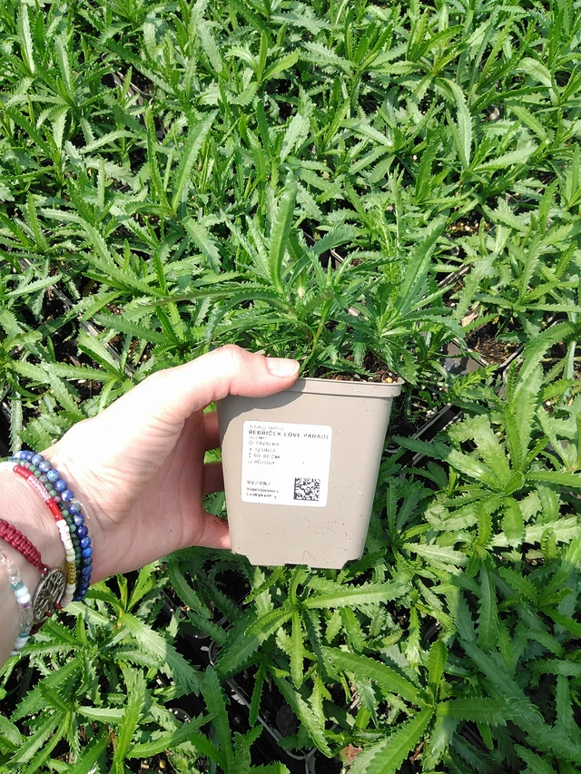 Milenrama Love Parade - 9. 6. 2025