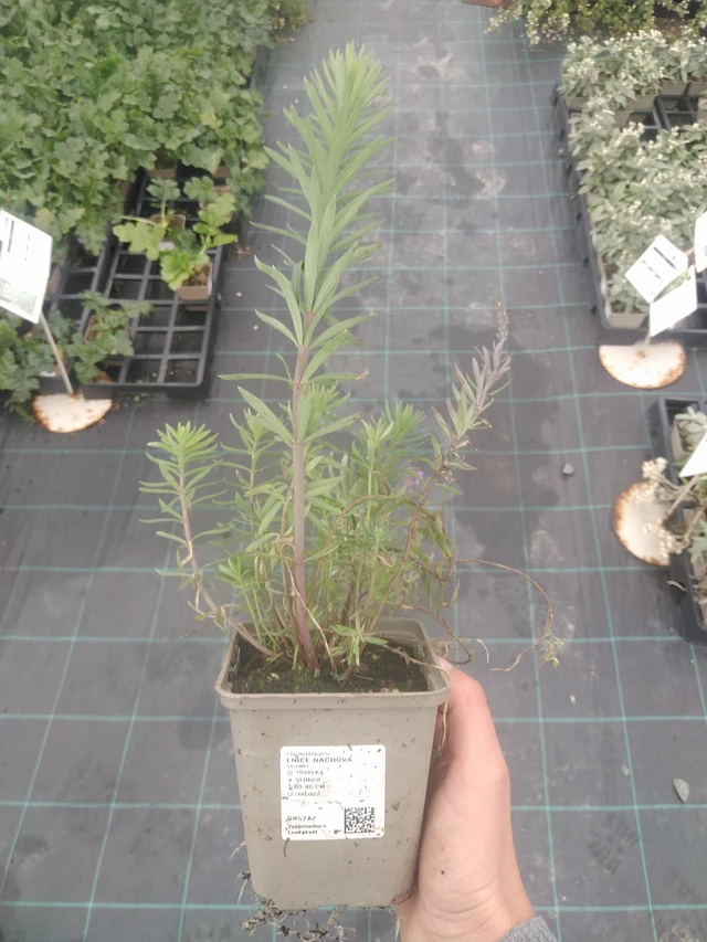 Purple toadflax - 10. 10. 2025