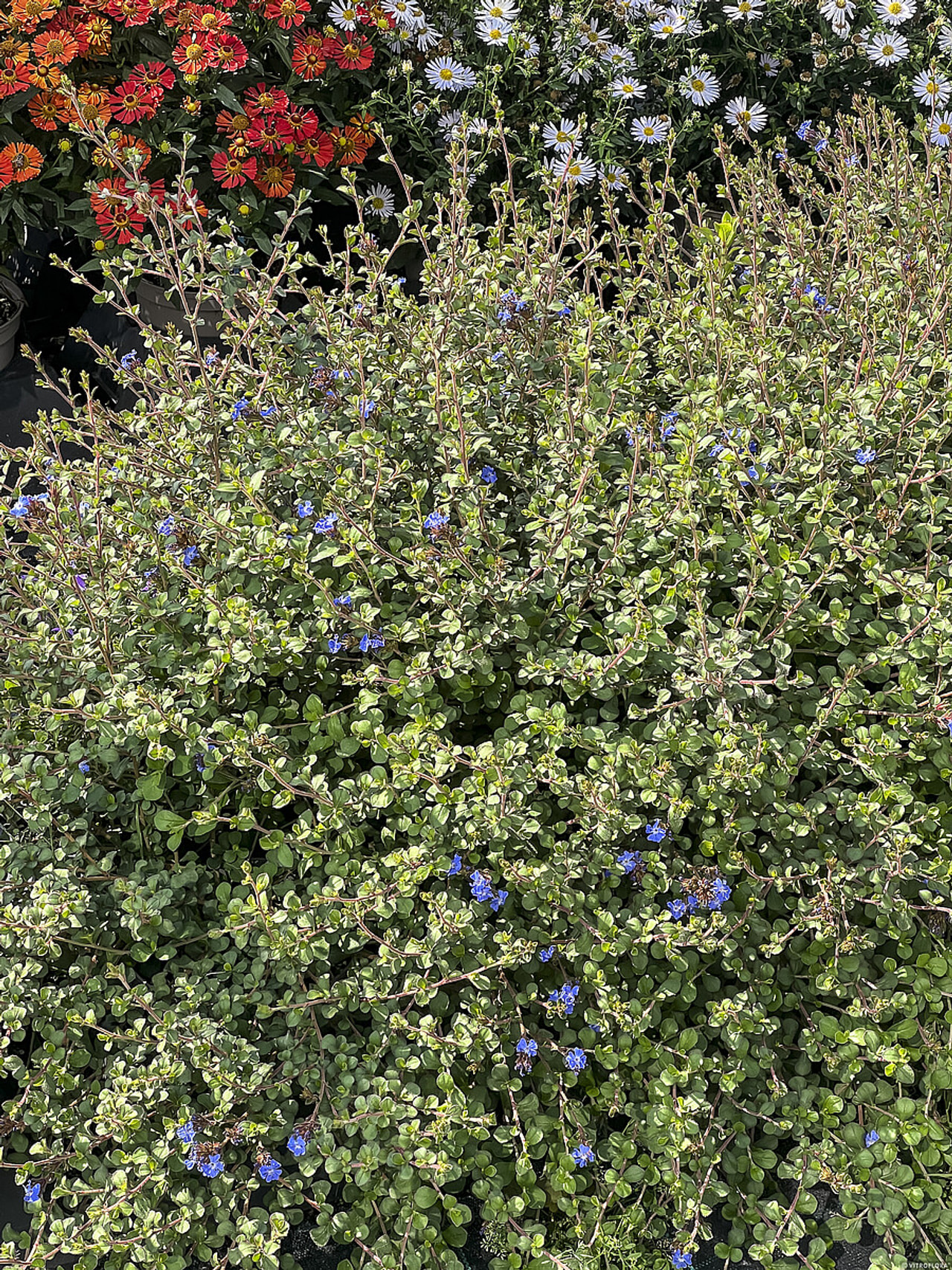 Olověnec, Loukykvět