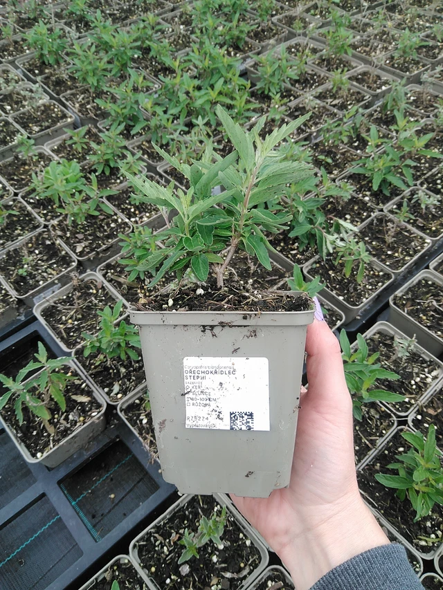 Caryopteris Stephi - 9. 6. 2025