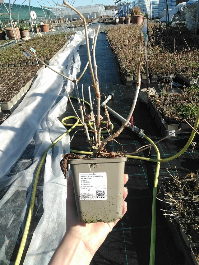 Hortensia paniculé Phantom - 7. 4. 2026