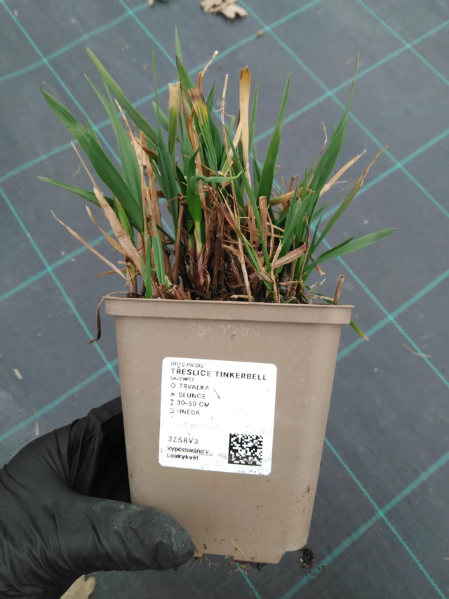 Rezgőfű Tinkerbell - 1. 4. 2026