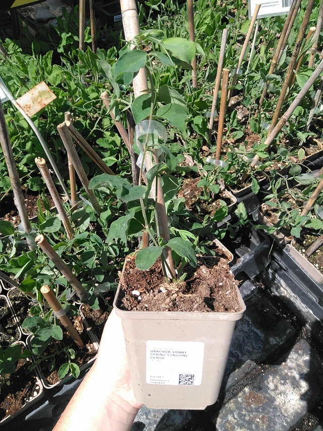 Hrachor vonný Spring Sunshine Cerise - 15. 5. 2025