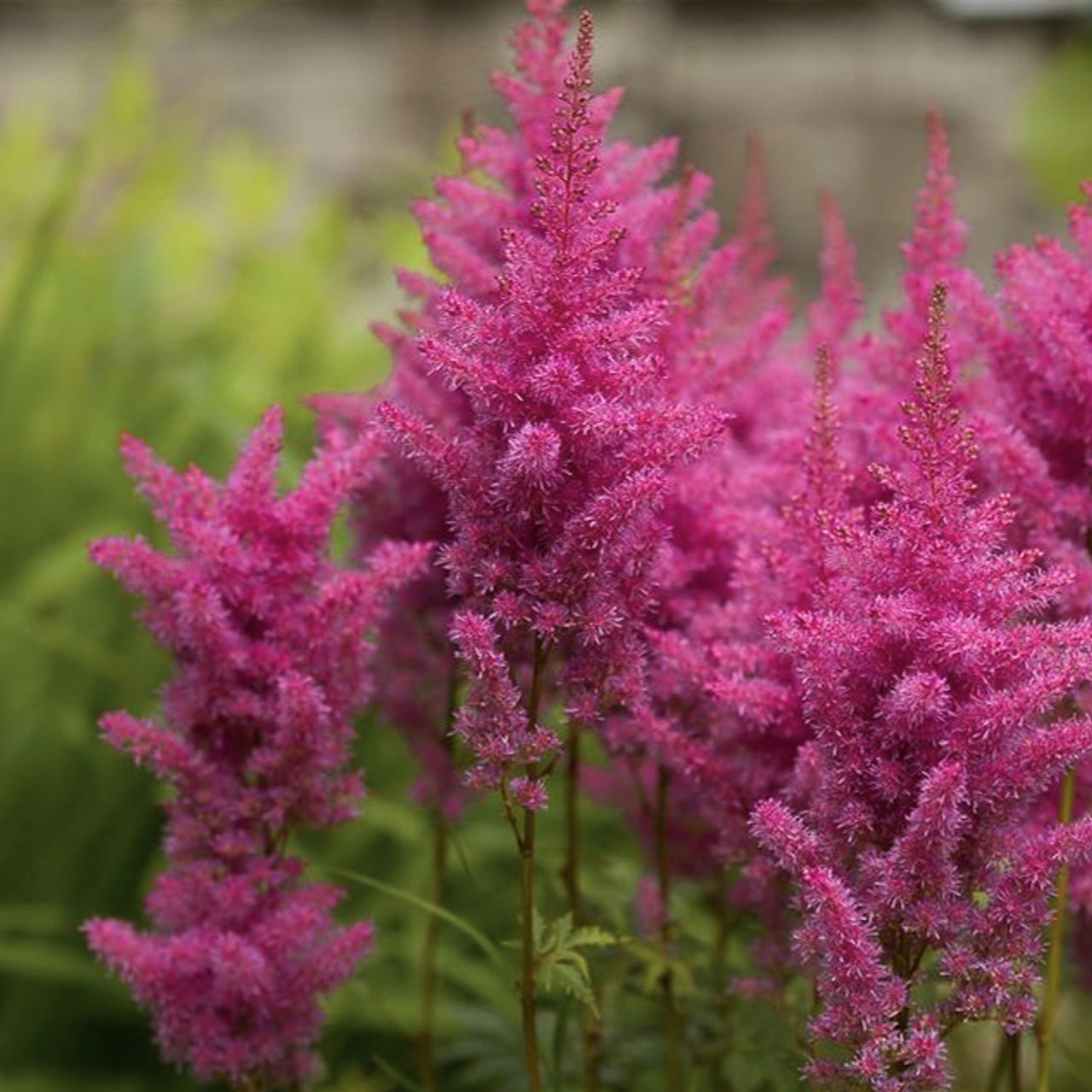 Astilbe Anita Pfeifer, Loukykvět