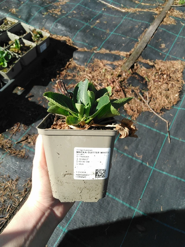 Iringó Glitter White - 7. 4. 2026