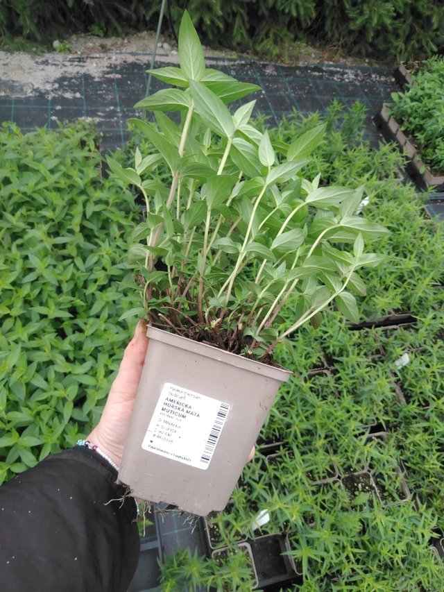 Menta de montaña americana Muticum - 2024