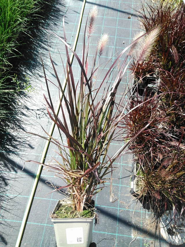 Pasto de fuente Rubens - 19. 8. 2025